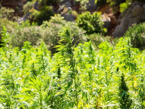 Cannabis Legalization Gokapital
