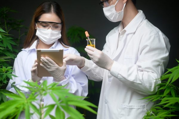 concept-of-cannabis-plantation-for-medical-2021-GOKAPITAL